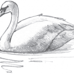 Step by step drawing a simple swan , beginner’s guide