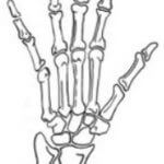 Step by step drawing skeleton hand