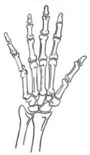 how to draw skeleton bones on your hand